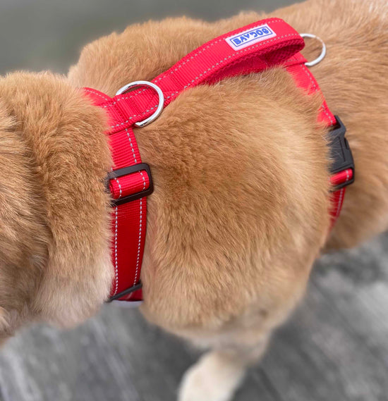 Close up view of a red Baydog Chesapeake no-pull dog harness on a medium size shiba inu dog.