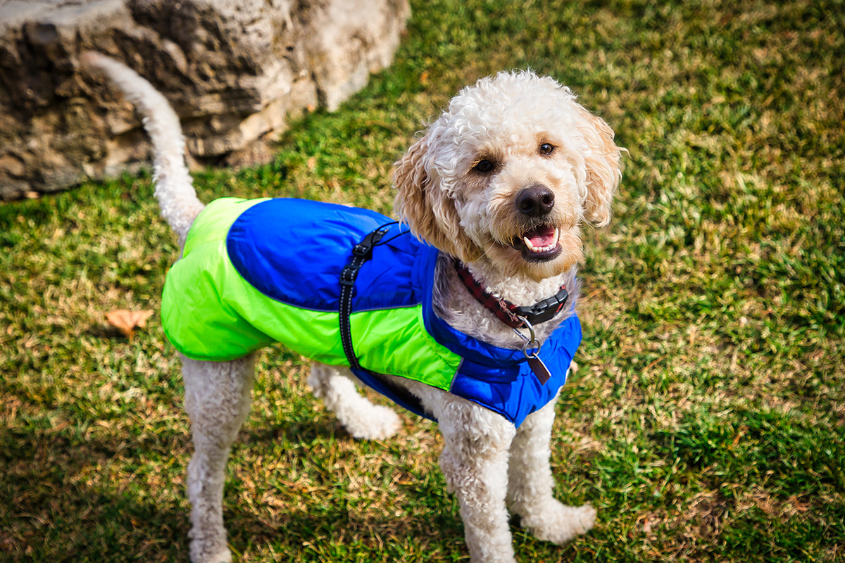 Outdoors photo of a beautiful labradoodle dog wearing the Alpine All-Weather Dog Coat. This is a medium size dog. Coat is two-color, cobalt blue and iridescent green.