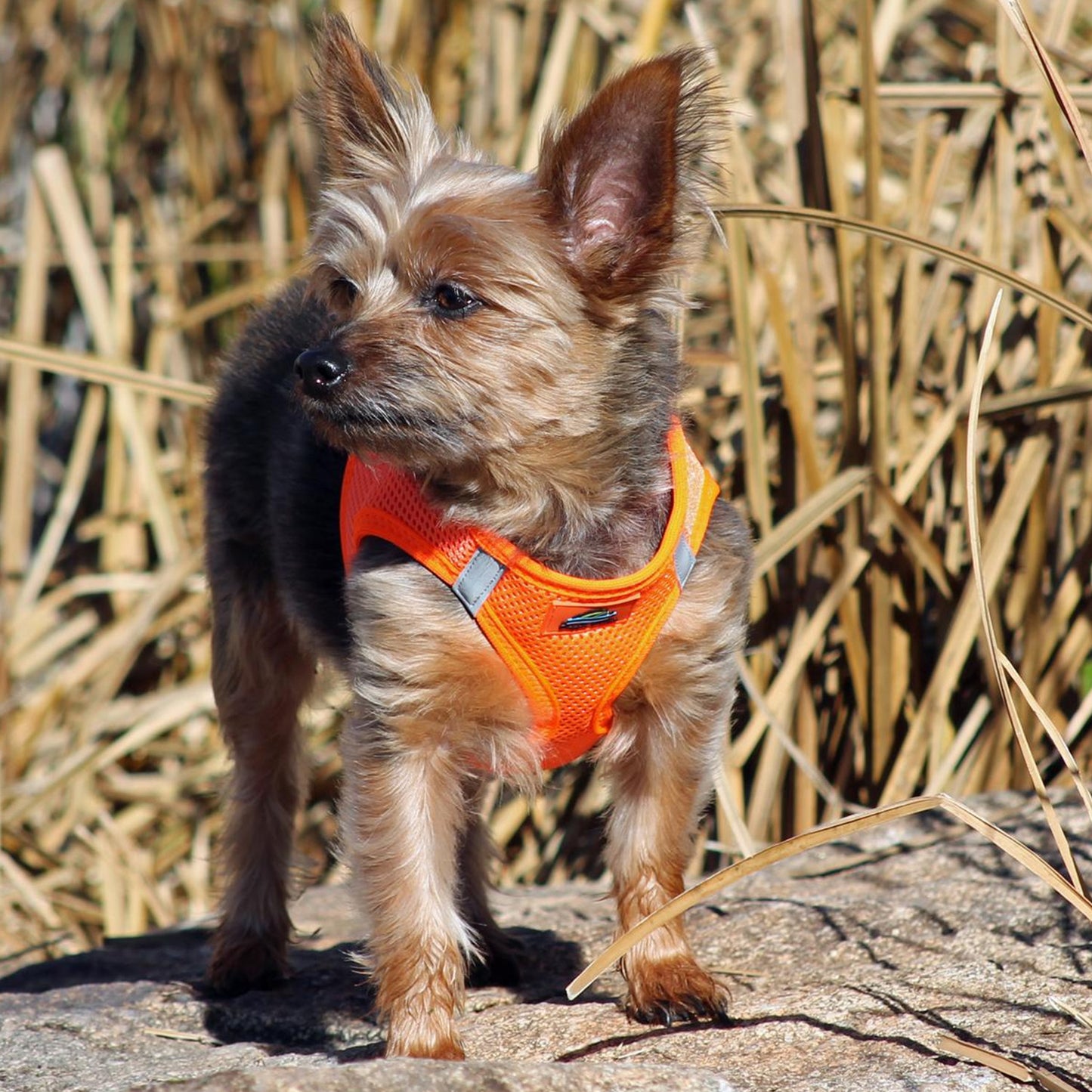 American River Harness by Doggie Design