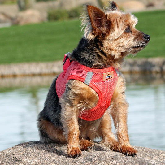 American River Harness by Doggie Design