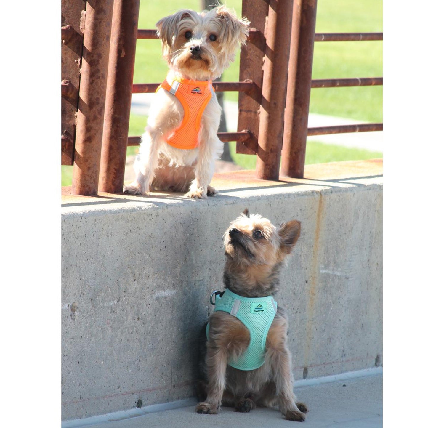 American River Harness by Doggie Design