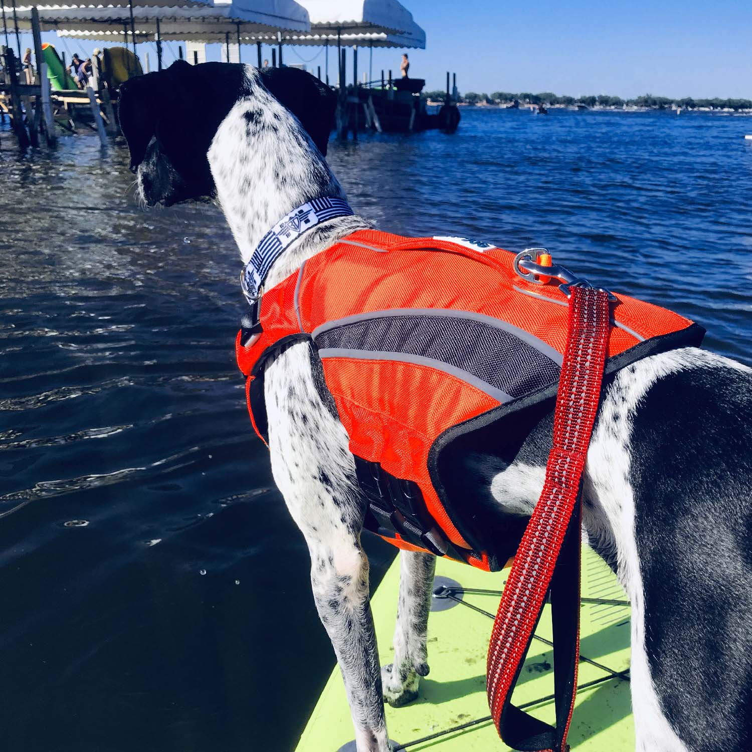 Black and white dog wearing an orange monterey bay dog lifejacket. Dog is standing on a stand up paddleboard on a lake.