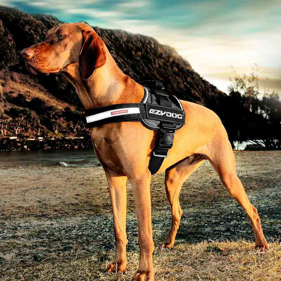 A working hound dog wearing a rugged Ezydog convert harness in charcoal color. Hills and sunset in the background. color