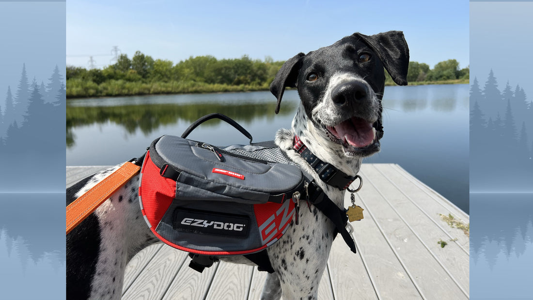 Premium Dog Hiking Gear Hiking Dog Co