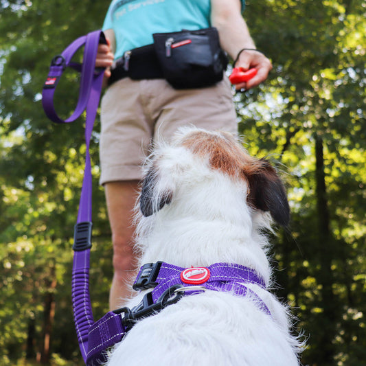 EzyDog Command Clicker