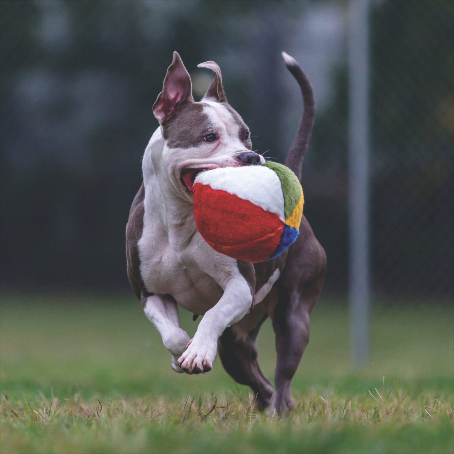 Fluff and Tuff Beach Ball