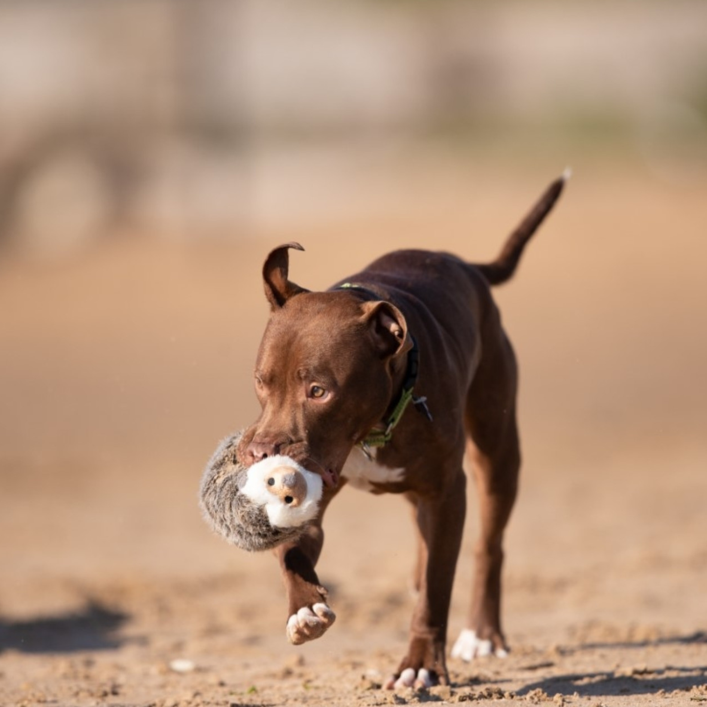 Fluff and Tuff  Harriet Hedgehog