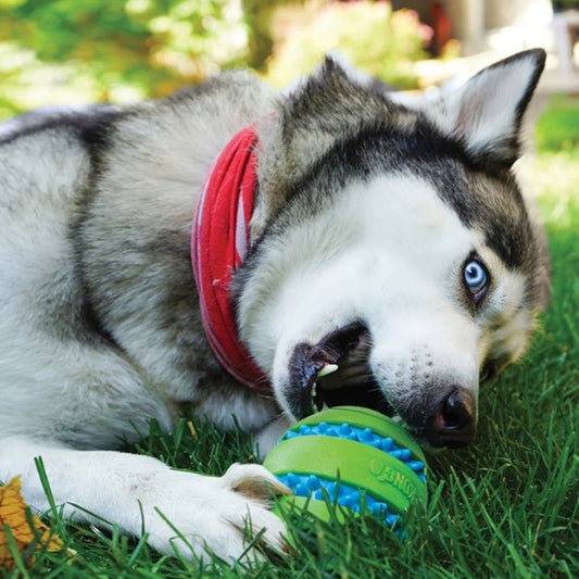 Kong® Squeezz Goomz Ball Dog Chew Toy Large