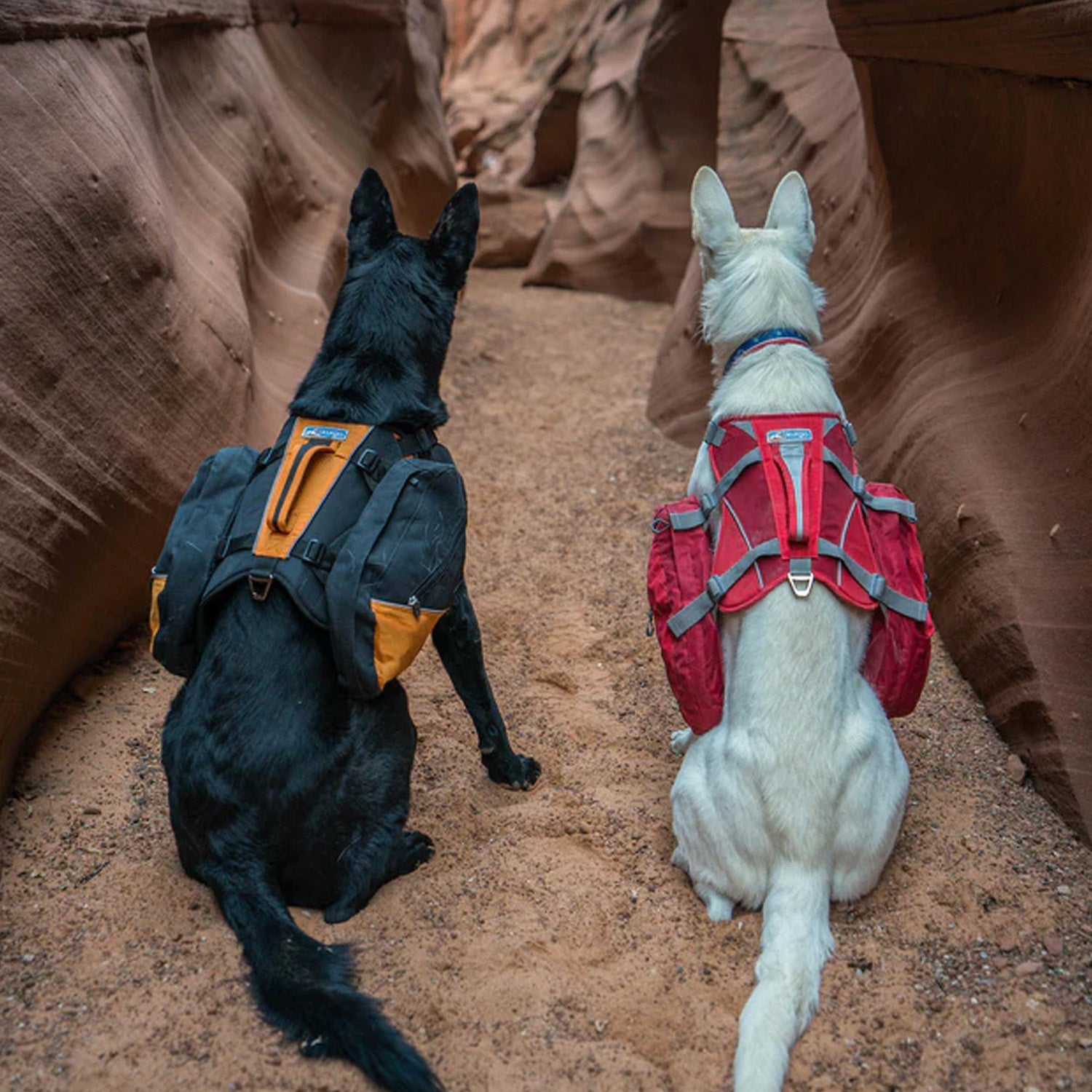 Premium Dog Hiking Gear Hiking Dog Co