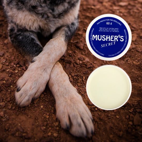 Dog lying in sand. In the foreground is a tub of musher's secret dog paw wax. Musher's secret offers protection from hot surfaces and sand, and soothes paws after a day on the beach.