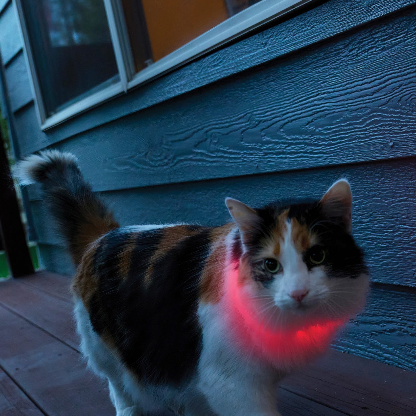 Nitemeow Rechargeable LED Safety Necklace