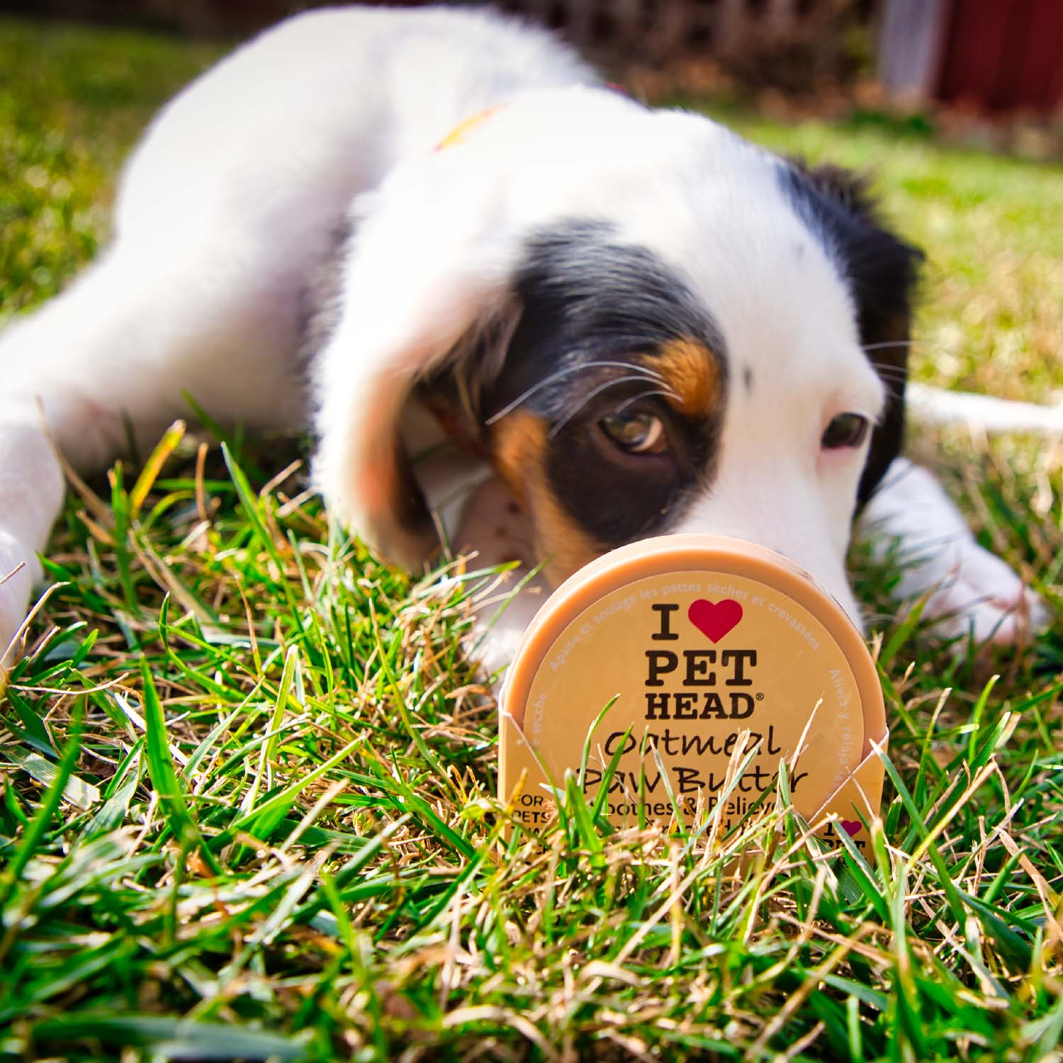 Puppy with a jar of Pet head oatmeal paw butter for healing dry, cracked paws.