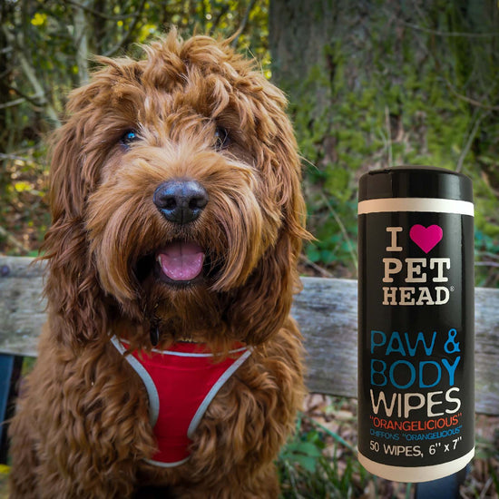 I love pet head paw and body wipes shown in the foreground.  Cute cockapoo dog wearing a red dog harness and sitting on a wooden bench in the background.