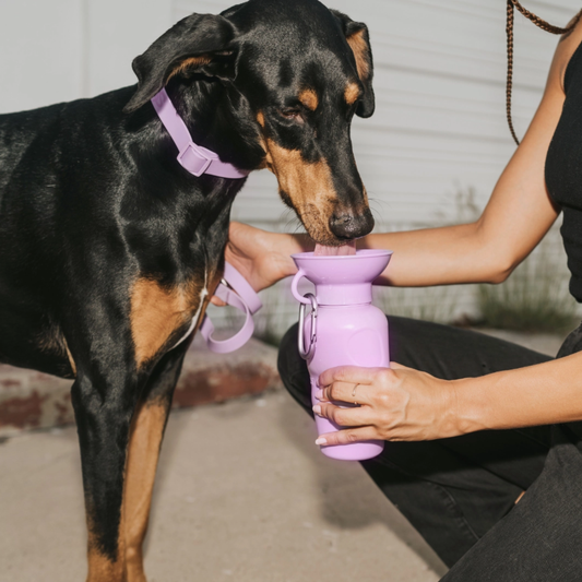 Dog Travel Water Bottle 22oz Classic