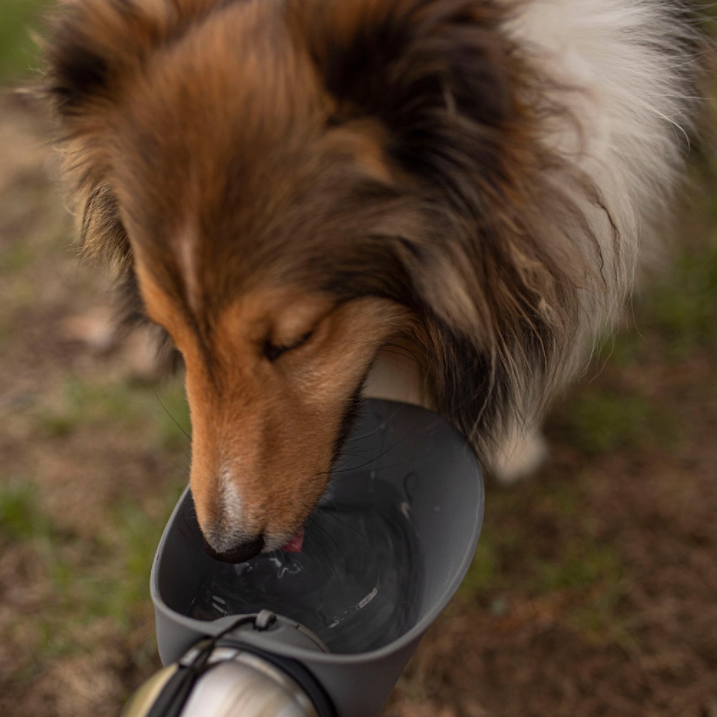 Messy Mutts Stainless Travel Water Bottle & Bowl