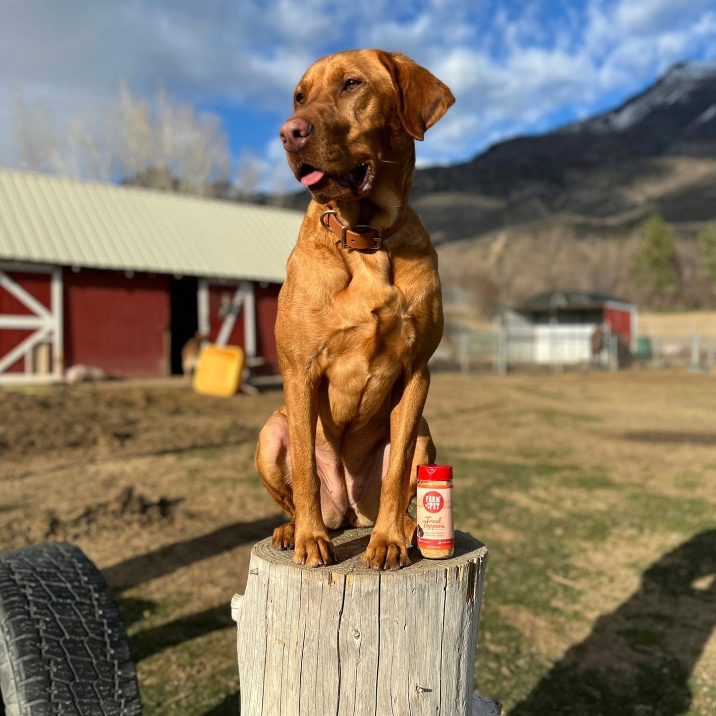 Turkey Treat Dog Food Toppers