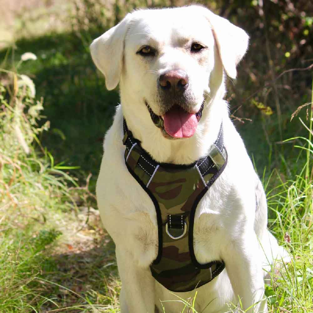 white dog wearing a camo chesapeake bay dog harness