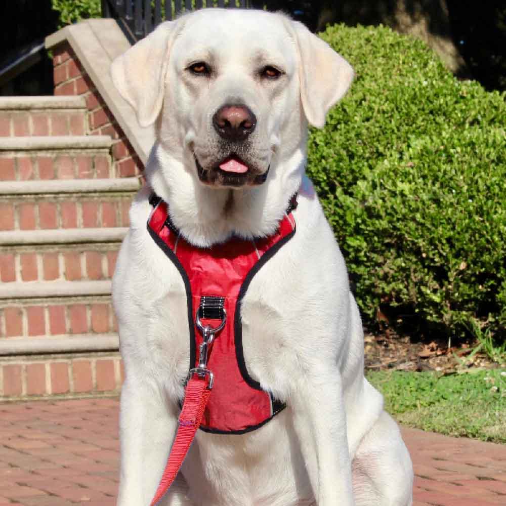 white dog wearing red chesapeake bay dog harness