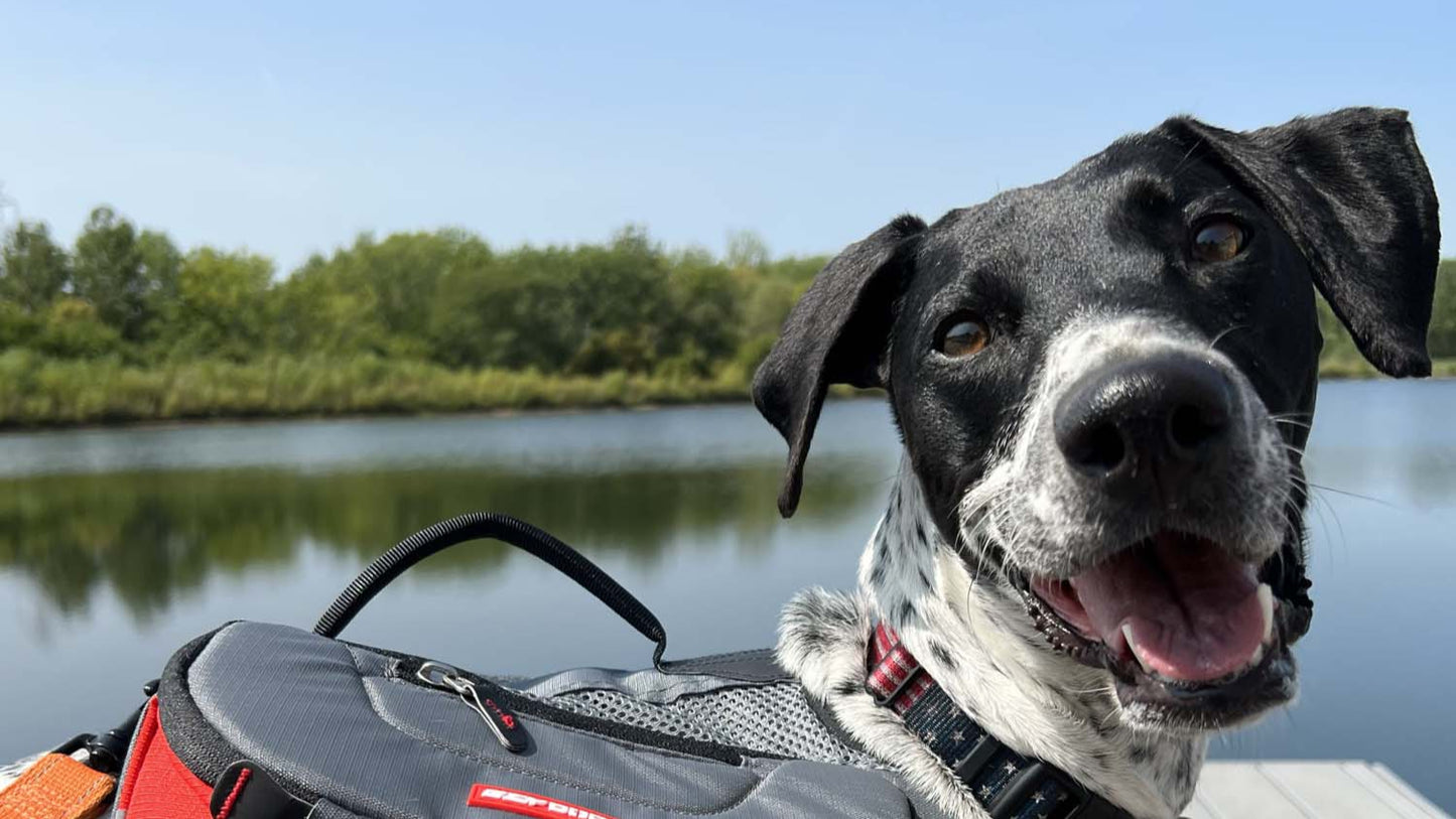 EzyDog Summit Backpack