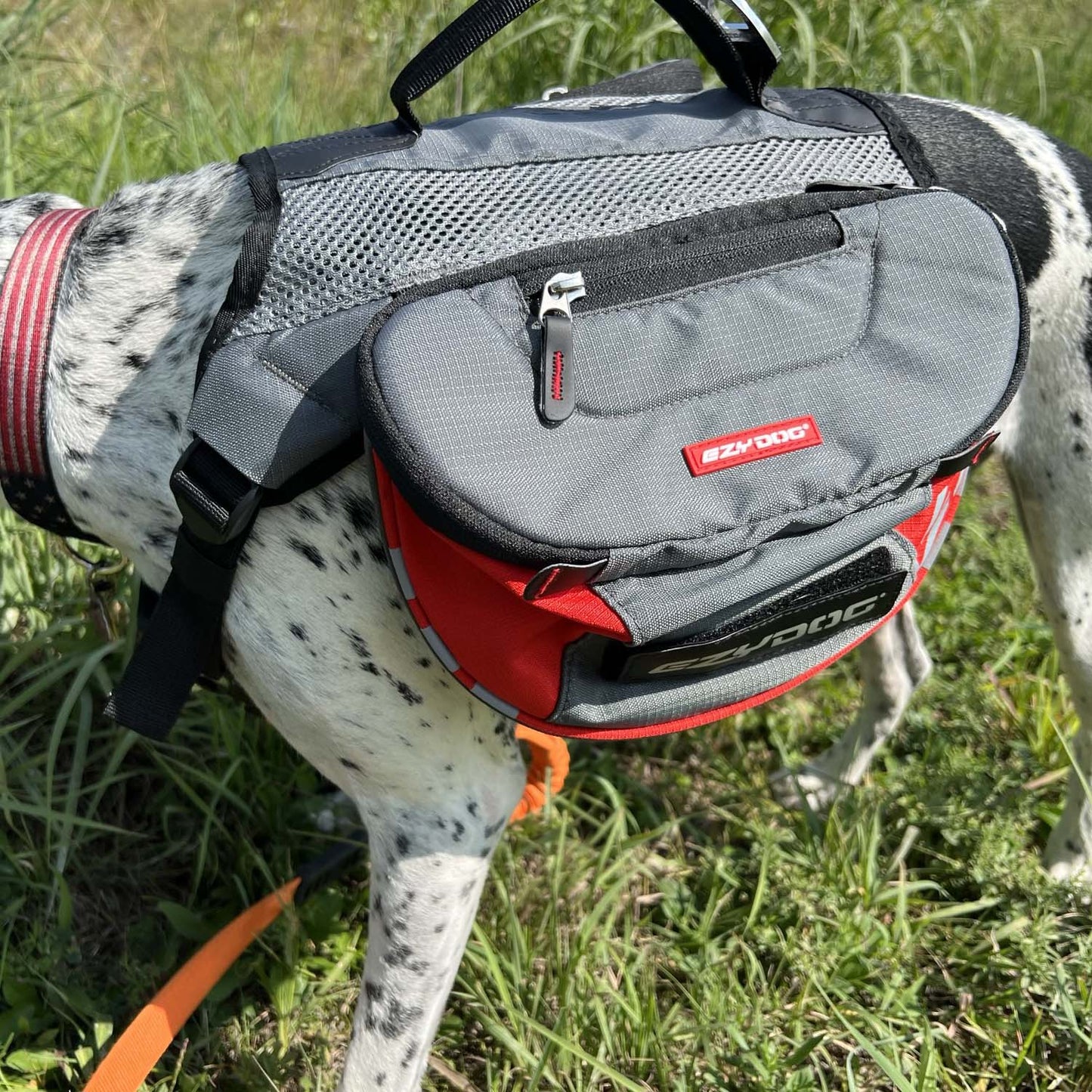 EzyDog Summit Backpack