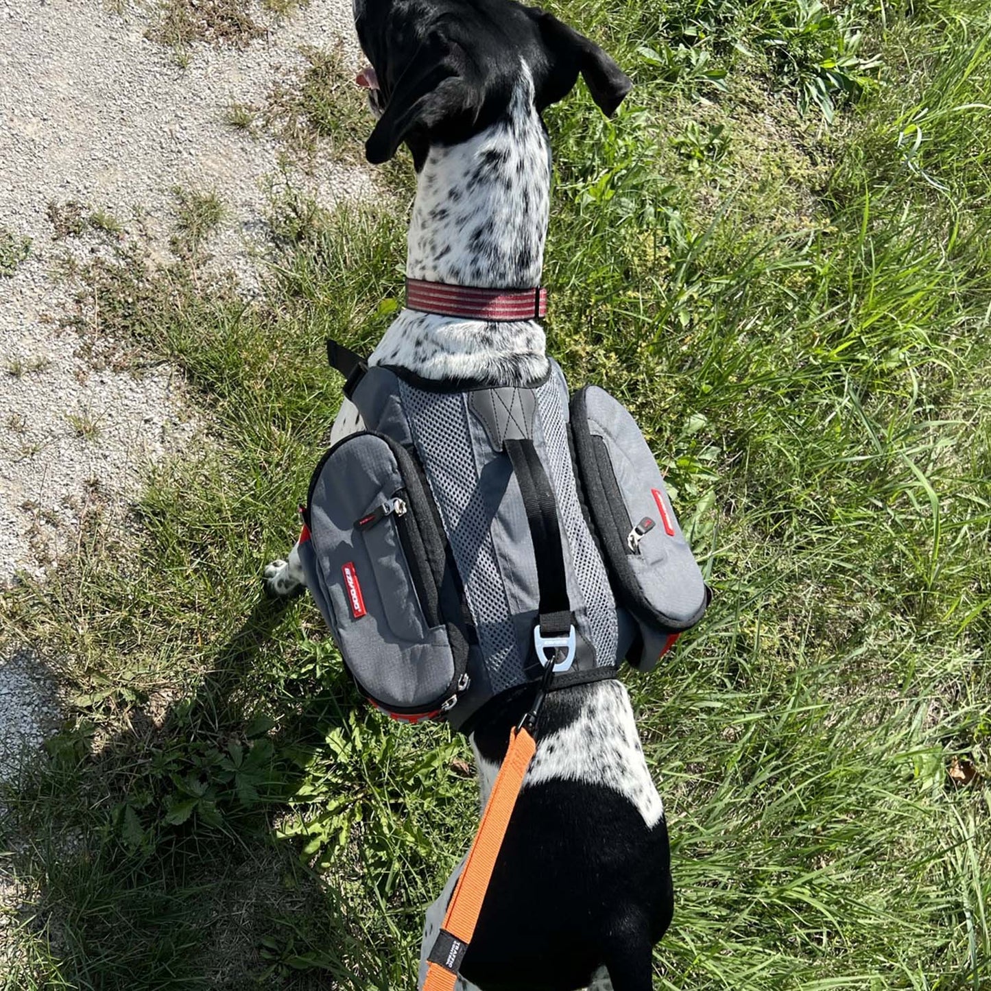 EzyDog Summit Backpack