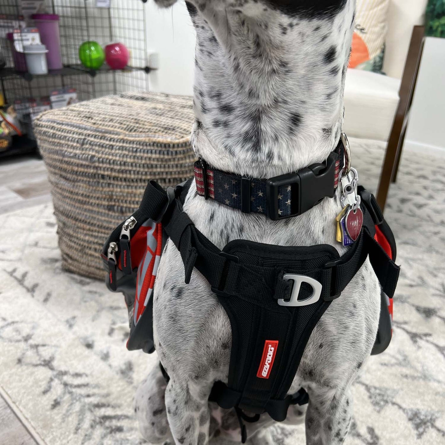 EzyDog Summit Backpack