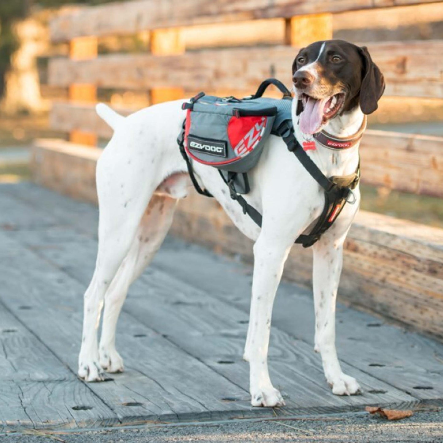 EzyDog Summit Backpack