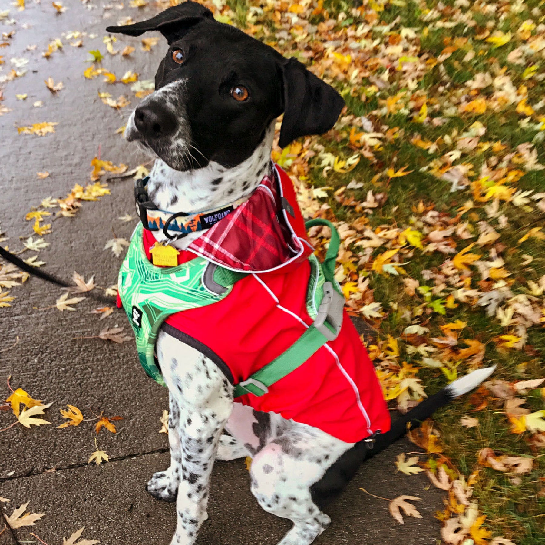 Basketball Theme Windproof And Rainproof Dog Large Dog Raincoat Pet Rain  Cape Rush