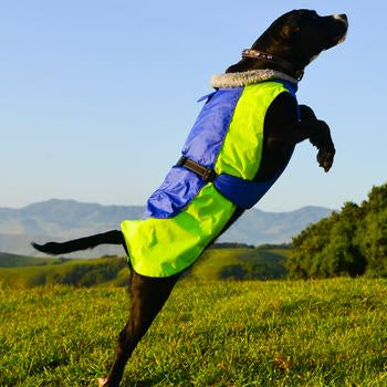 alpine all weather dog coat model out for hike