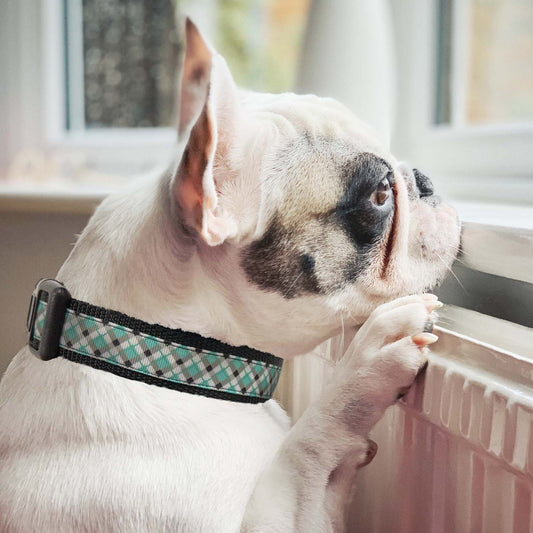 Aqua & Black Plaid Collar