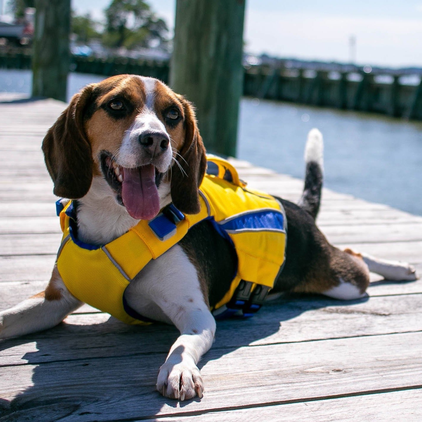 Monterey Bay Life Jacket for dogs in nautical yellow