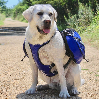 Labrador mix dog wearing a blue Saranac backpack for dogs on a hiking trail.