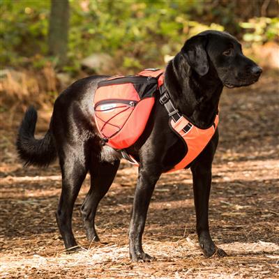 Saranac Dog Backpack, orange color, on labrador  hiking on trail