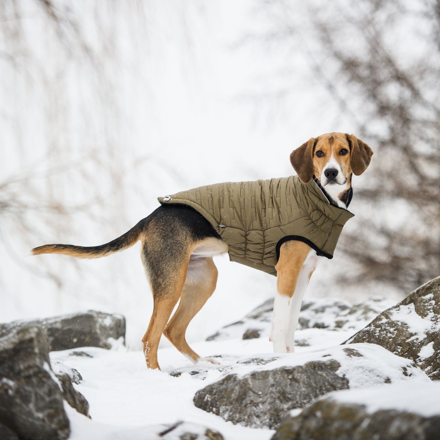 Reversible Chalet Dog Coat