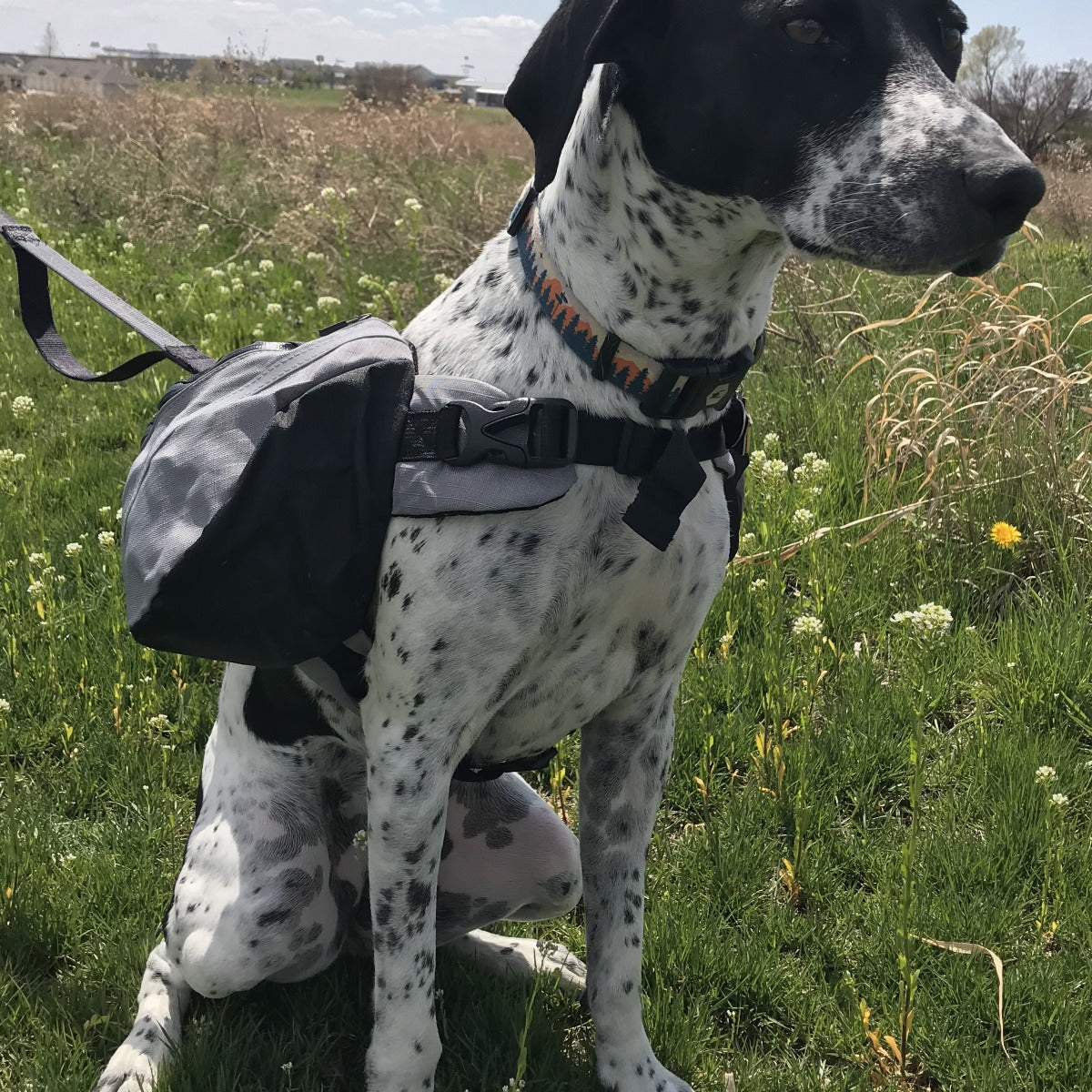 Doggles extreme shop dog backpack