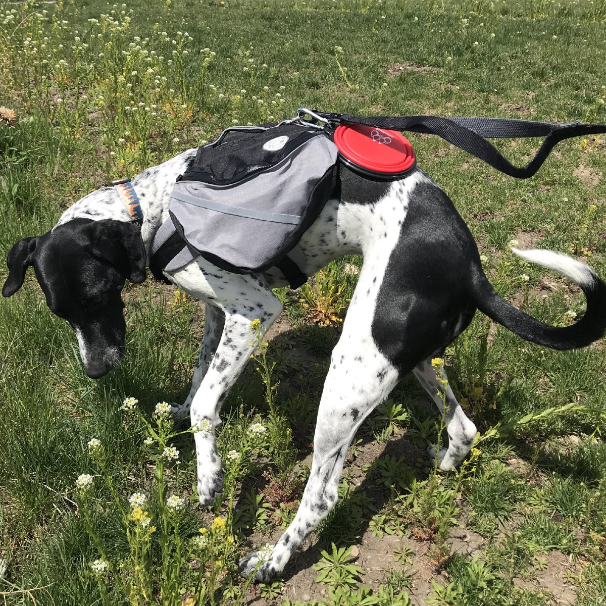 dog standing in flowers wearing doggles extreme backpack