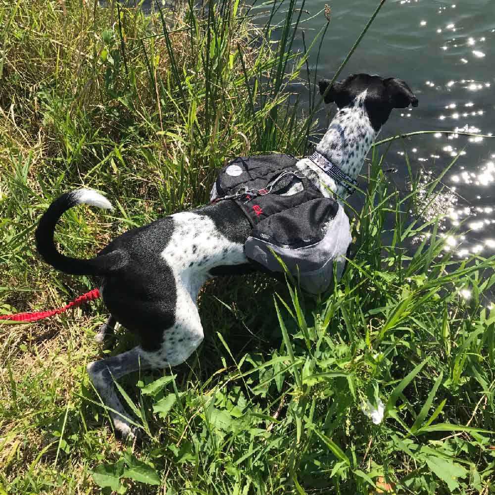 dog at lake wearing doggles extreme dog backpack