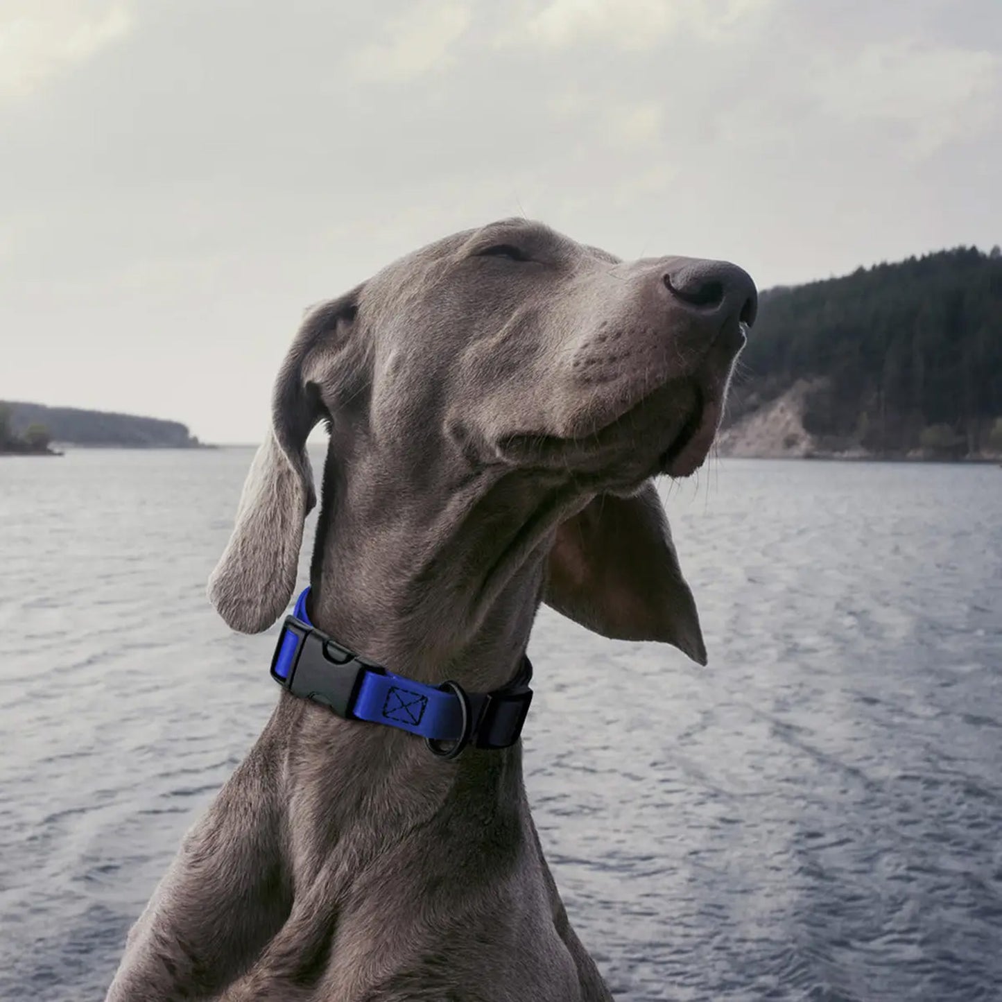 Biothane Waterproof Dog Collar by Dogline
