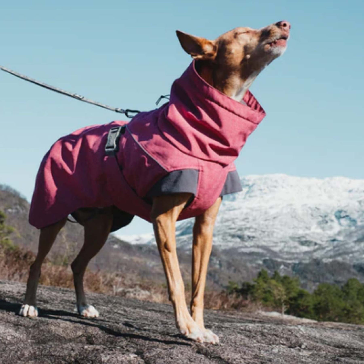 Expedition Parka by Hurtta Hiking Dog Co.