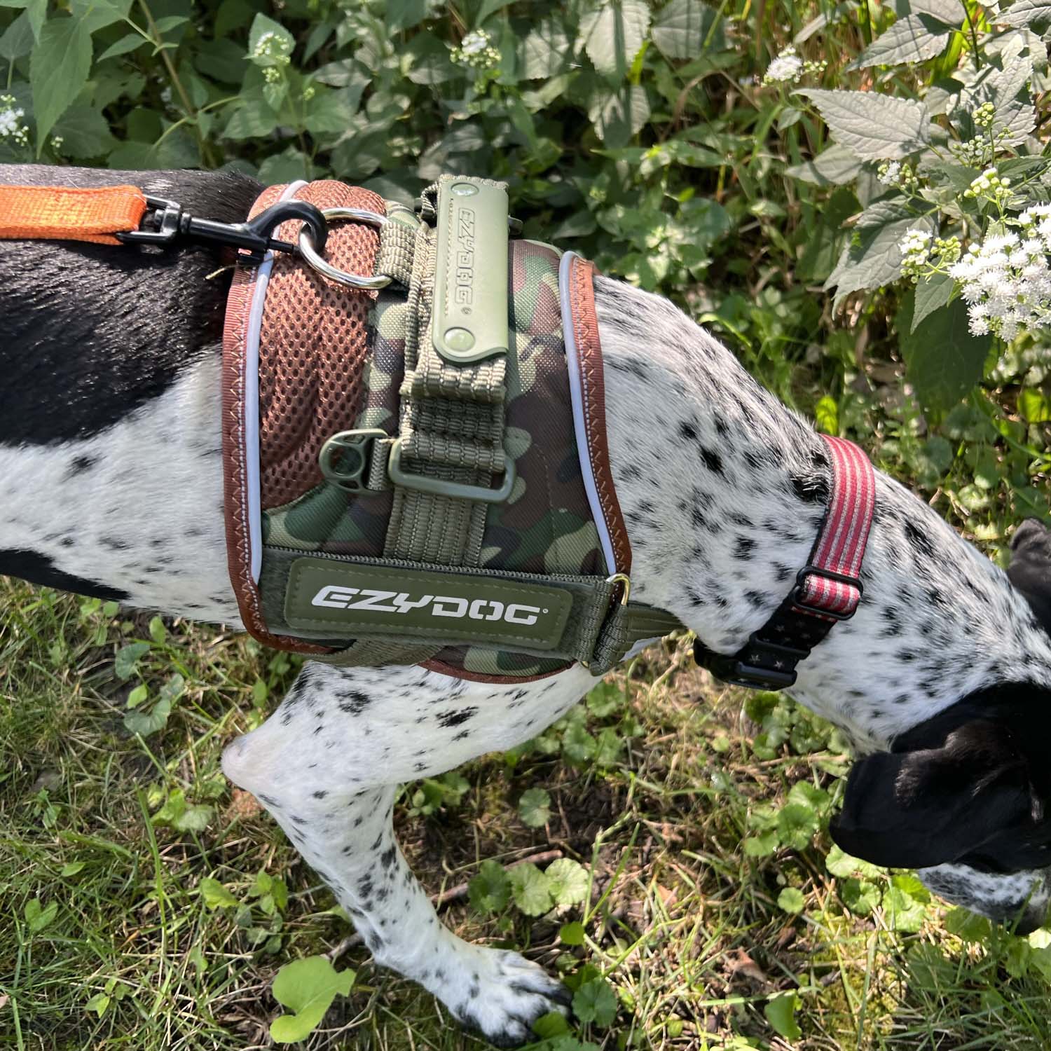 Ezydog shop camo harness