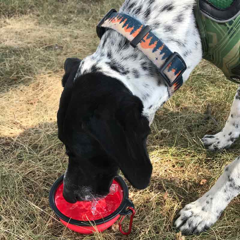 Collapsible Travel Dog Bowl