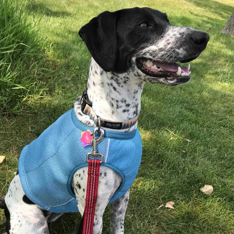 Hurtta cooling dog discount vest