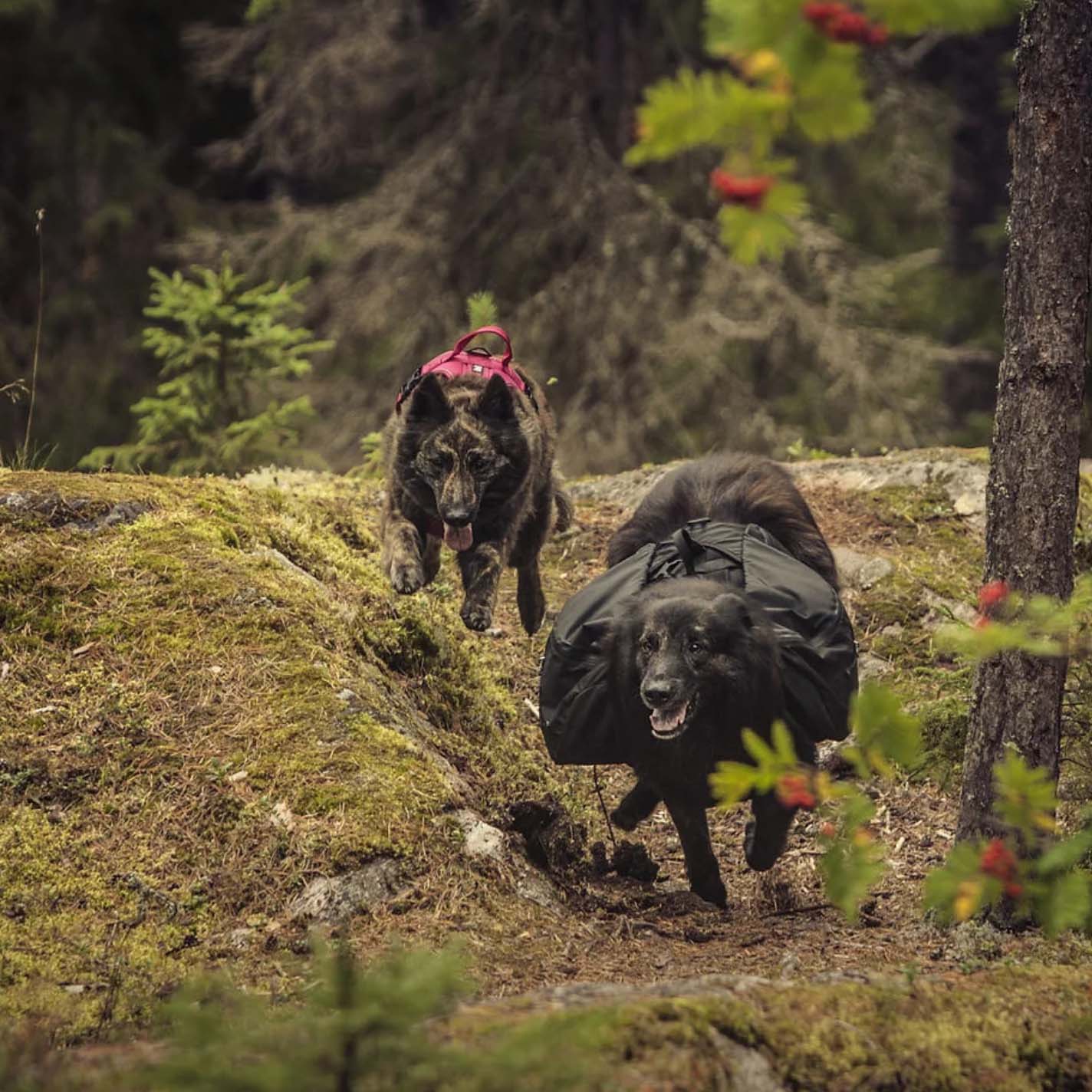 Trail Pack Dog Backpack