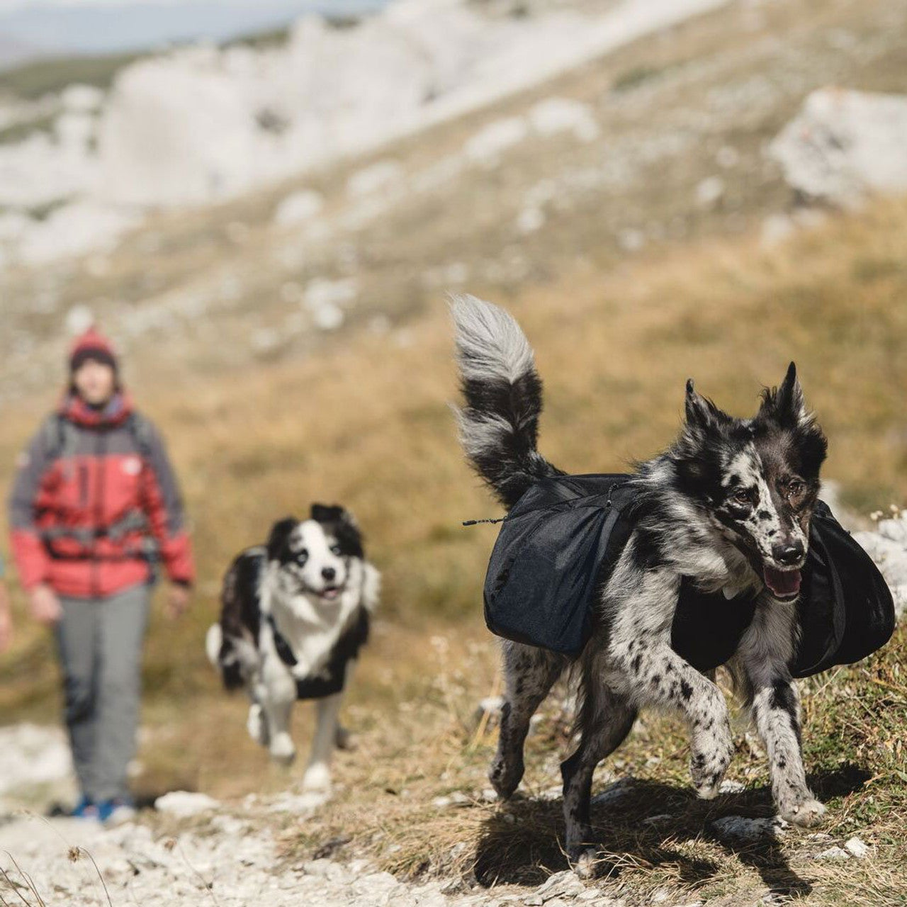 Trail Pack Dog Backpack