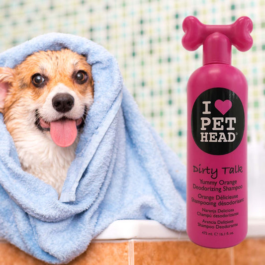 Cute corgi in a light blue bath towel. Deodorizing dog shampoo shown in the foreground. Pet Head Dirty Talk yummy orange deodorizing shampoo in hot pink bottle..